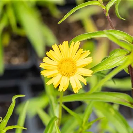 Buphthalmum salicifolium