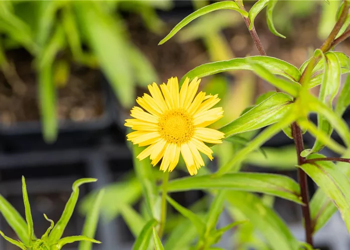 Buphthalmum salicifolium