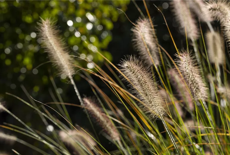 Pennisetum setaceum Pennisetum setaceum