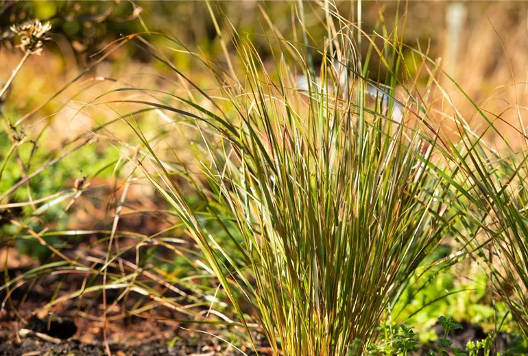 Stipa arundinacea 'Sirocco' Stipa arundinacea 'Sirocco'