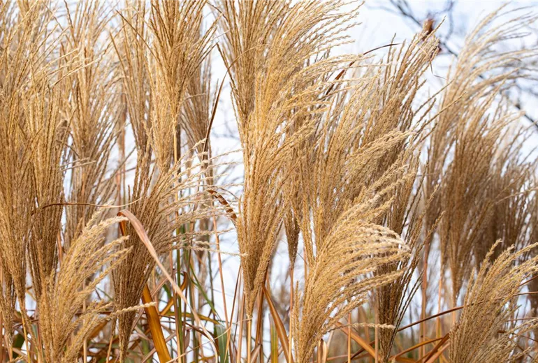 Miscanthus sinensis Miscanthus sinensis
