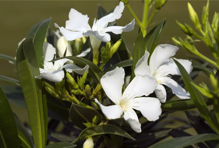 Nerium oleander, weiß