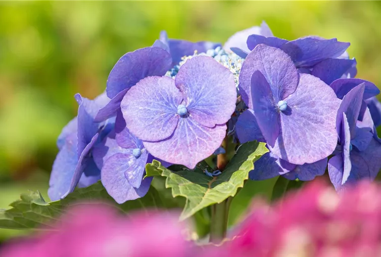 Hydrangea macrophylla 'Blaumeise'