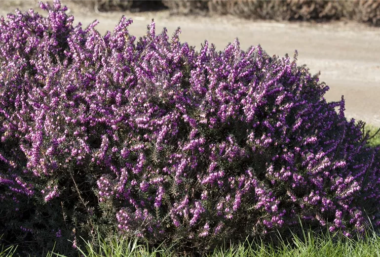 Erica darleyensis 'Rubina' Erica darleyensis 'Rubina'