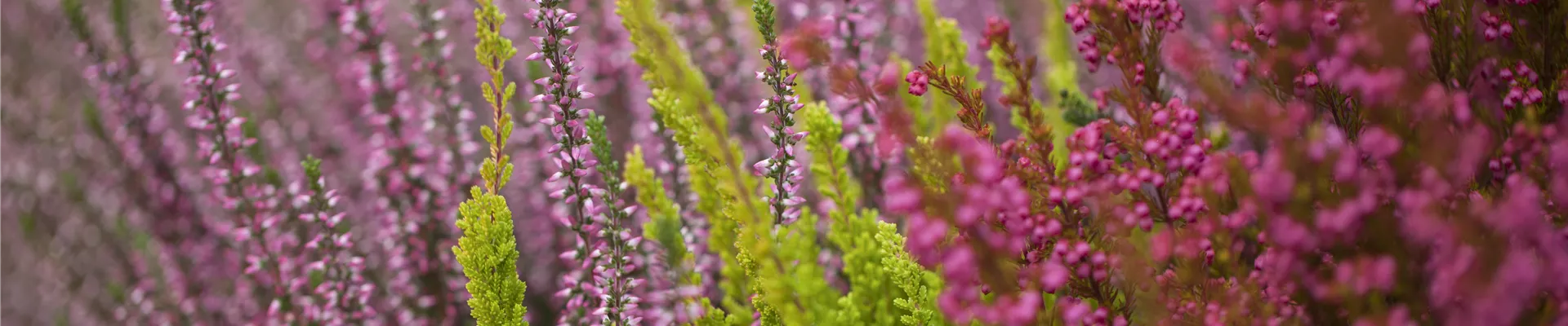 Heide Arrangement Heide Arrangement