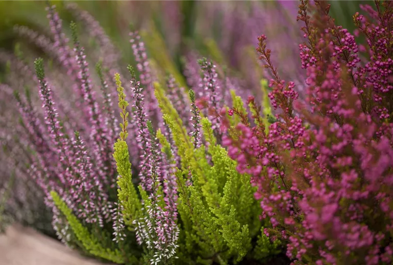 Heide Arrangement