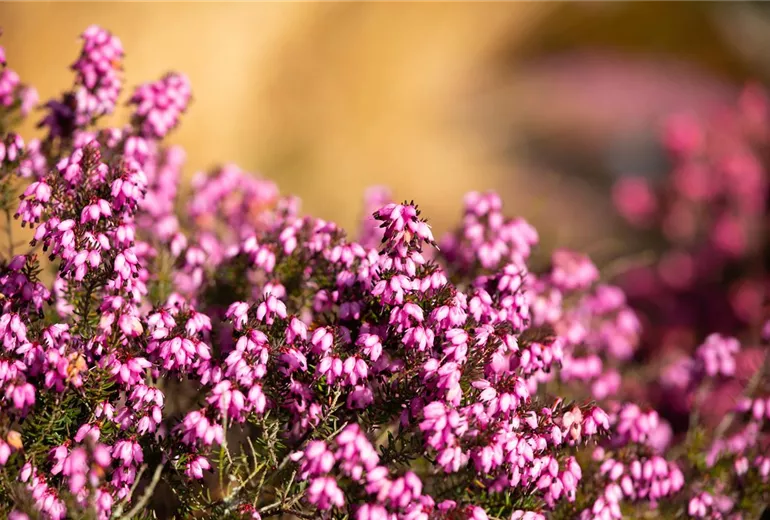 Erica darleyensis 'Winter Surprise' Erica darleyensis 'Winter Surprise'