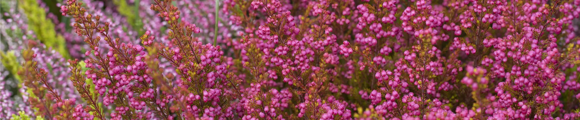 Heide Arrangement Heide Arrangement