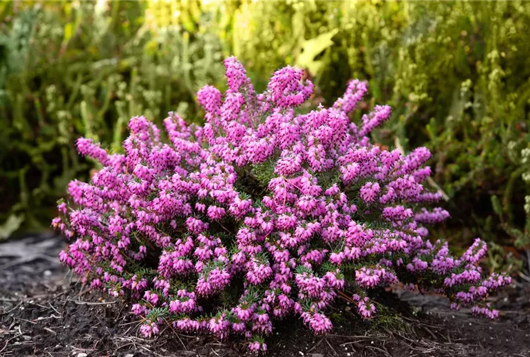 Erica carnea 'Memory' Erica carnea 'Memory'