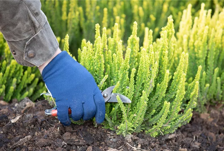 Calluna Vulgaris 'Zipi' Calluna Vulgaris 'Zipi'