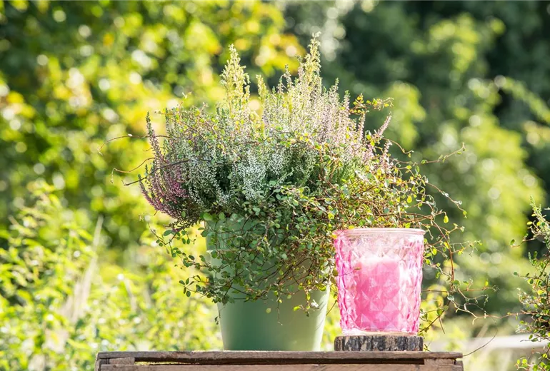 Heide Mix im Wasserspeichertopf Heide Mix im Wasserspeichertopf