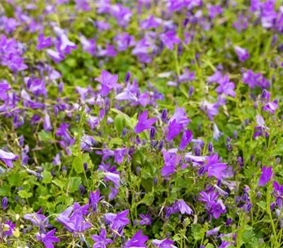 Campanula portenschlagiana 'Birch'