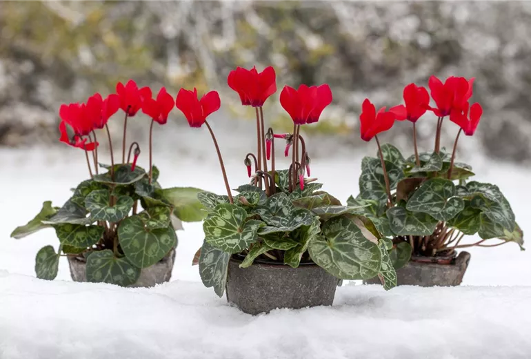 Cyclamen 'Midi Wella' Cyclamen 'Midi Wella'