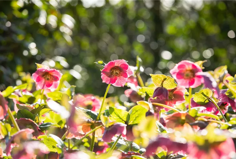 Helleborus Hybride ,Spring Promise Bridget' Helleborus Hybride ,Spring Promise Bridget'