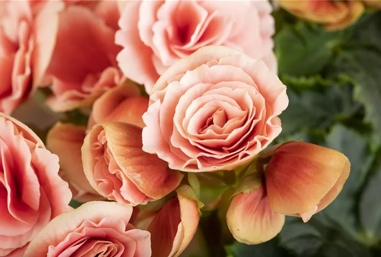 Begonia elatior, rosa Begonia elatior, rosa