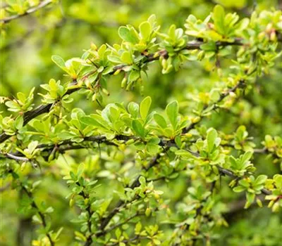 Berberis thunbergii Berberis thunbergii