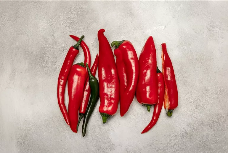 Chili und Paprika Chili und Paprika