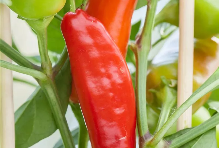 Capsicum annuum 'Pick-&-Joy'® Capsicum annuum 'Pick-&-Joy'®