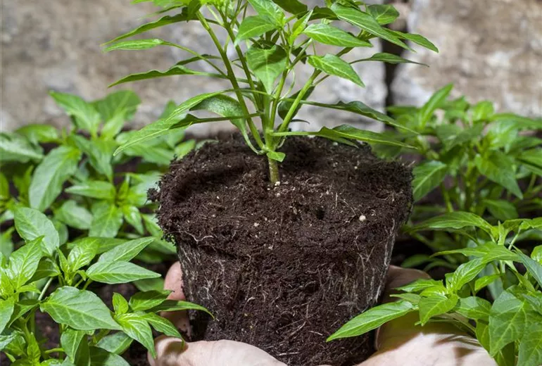 Capsicum annuum Capsicum annuum