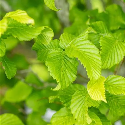 Carpinus betulus 'Fastigiata Monument' Carpinus betulus 'Fastigiata Monument'