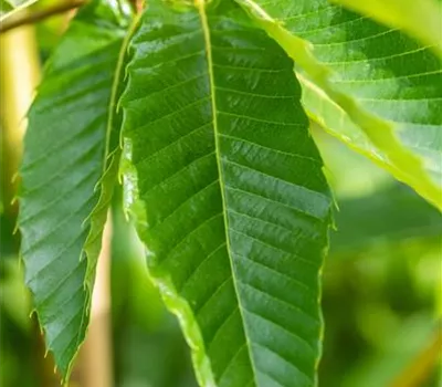 Castanea sativa 'Bouche de Betizac' Castanea sativa 'Bouche de Betizac'