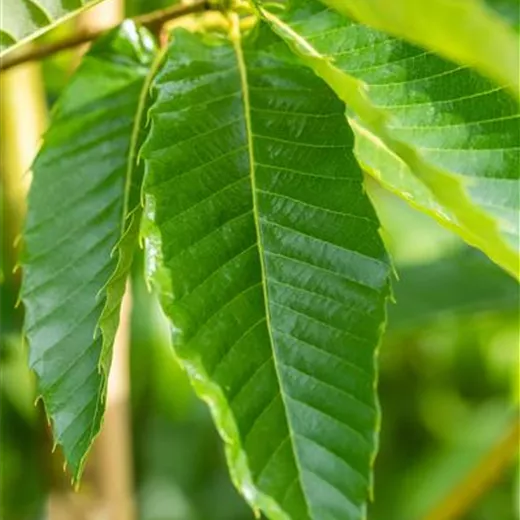 Castanea sativa 'Bouche de Betizac' Castanea sativa 'Bouche de Betizac'