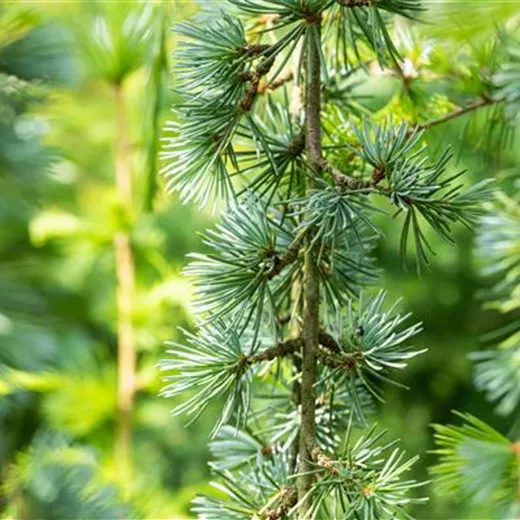 Cedrus atlantica 'Glauca Pendula' Cedrus atlantica 'Glauca Pendula'