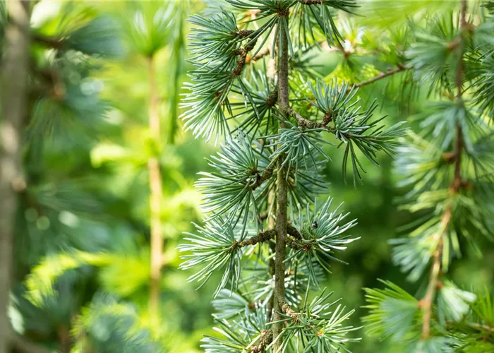 Cedrus atlantica 'Glauca Pendula'