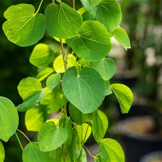 Cercidiphyllum japonicum 'Pendulum'