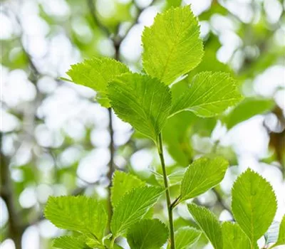 Crataegus lavallei 'Carrierei' Crataegus lavallei 'Carrierei'