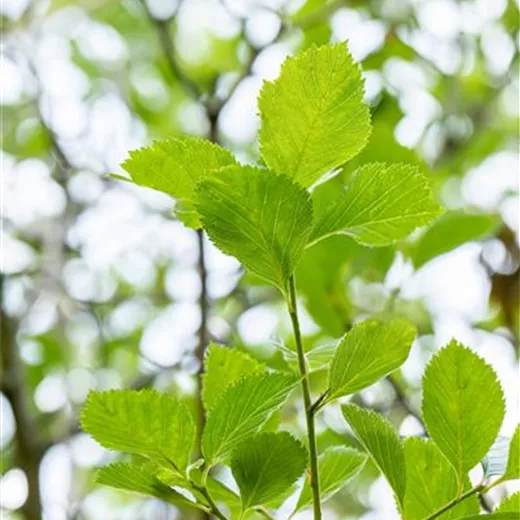 Crataegus lavallei 'Carrierei' Crataegus lavallei 'Carrierei'