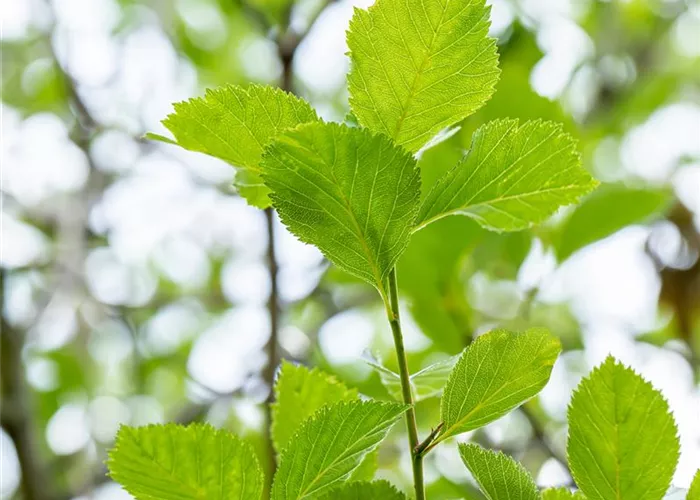 Crataegus lavallei 'Carrierei'