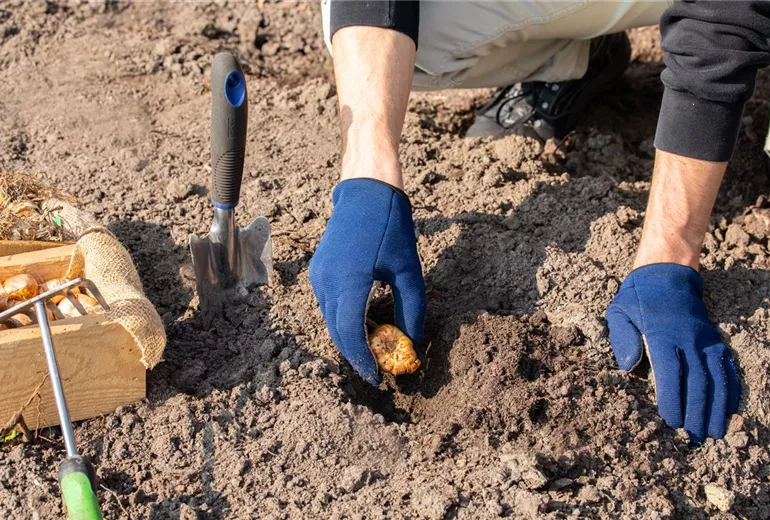 Blumenzwiebeln einpflanzen Blumenzwiebeln einpflanzen