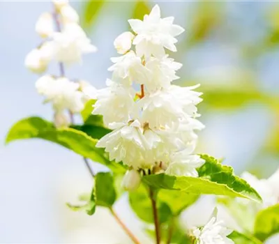Deutzia scabra 'Plena'