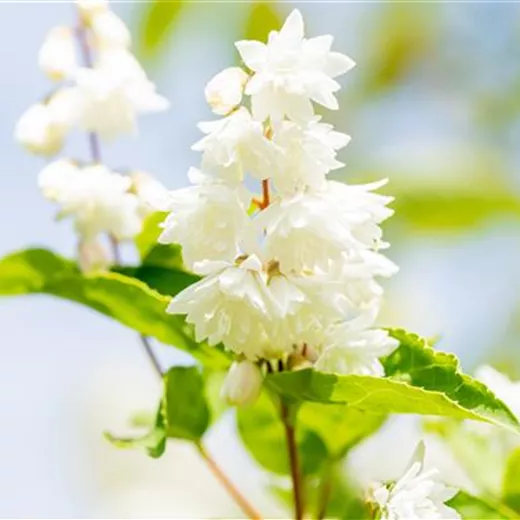 Deutzia scabra 'Plena'