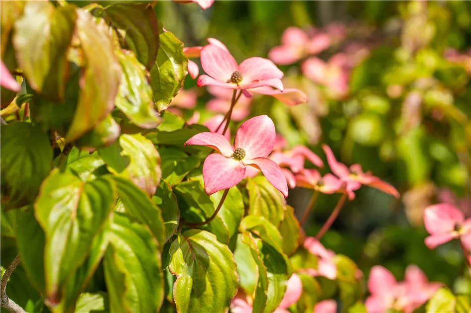 Produktbild von Cornus Kousa 'Satomi' - Japanischer Blumen-Hartriegel