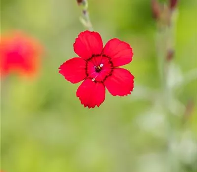 Dianthus deltoides 'Leuchtfunk'