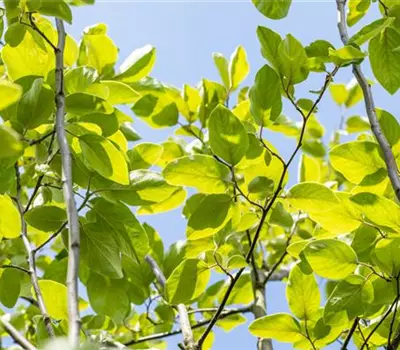 Cydonia 'Birnenquitte' i.S. CAC