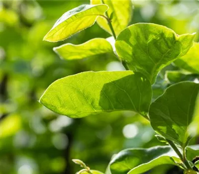 Cydonia 'Cydora Robusta' -S- CAC Cydonia 'Cydora Robusta' -S- CAC