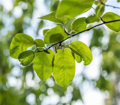 Cydonia 'Vranja' CAC