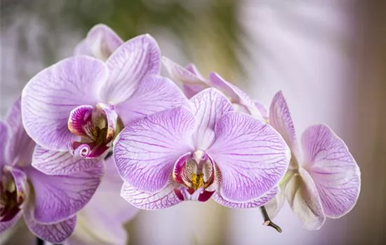 Orchideen – Königliche Schönheiten in vielfältigsten Farben  Orchideen – Königliche Schönheiten in vielfältigsten Farben