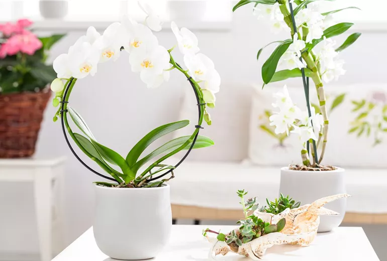 Phalaenopsis 'Mirror Miracle'