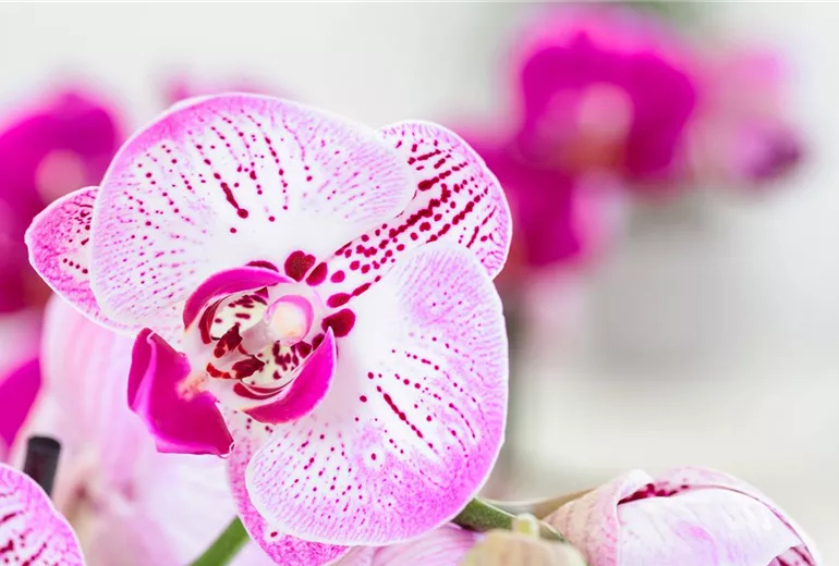 Phalaenopsis, gepunktet