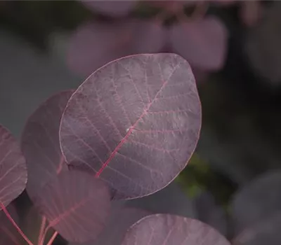 Cotinus coggygria 'Royal Purple'