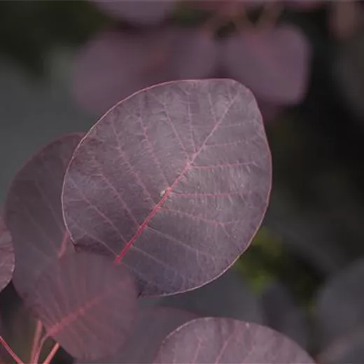 Cotinus coggygria 'Royal Purple'