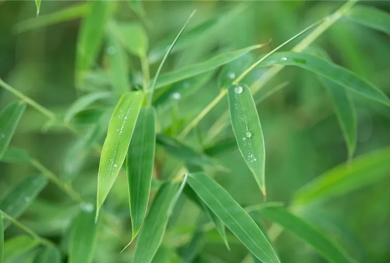 Fargesia rufa Fargesia rufa