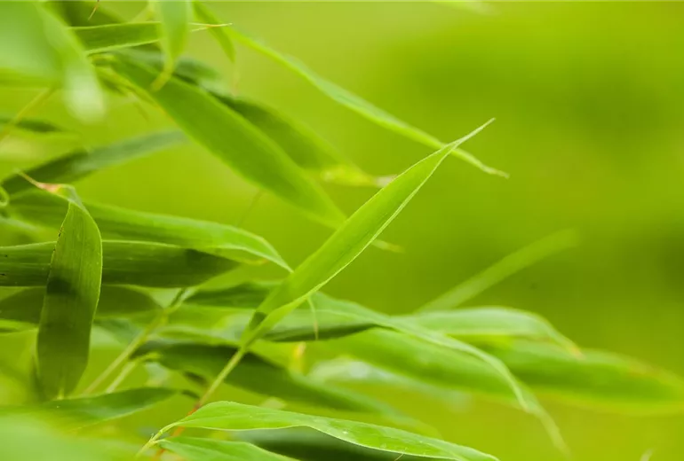 Fargesia murielae Fargesia murielae