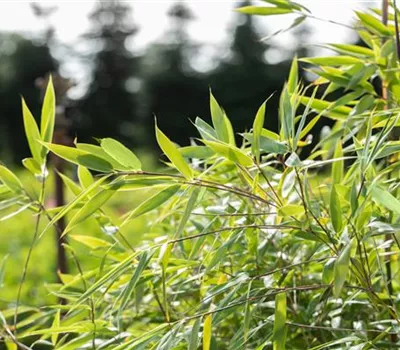 Fargesia species 'Ivory Ibis' -R- Fargesia species 'Ivory Ibis' -R-