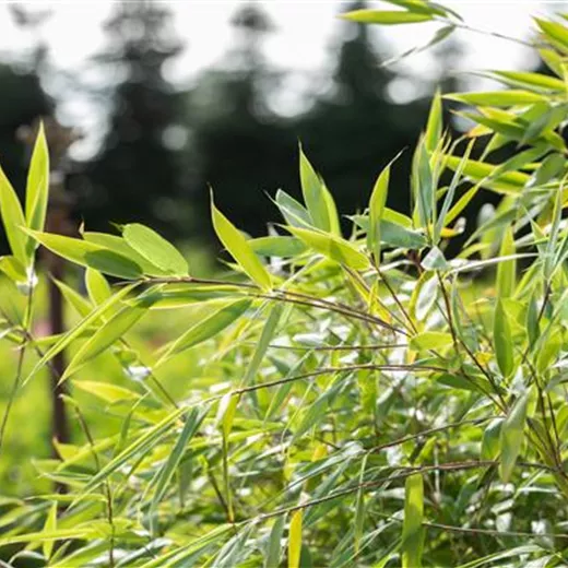 Fargesia species 'Ivory Ibis' -R- Fargesia species 'Ivory Ibis' -R-