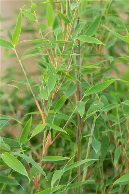 bambus parfum Bamboo Perfume main image 0